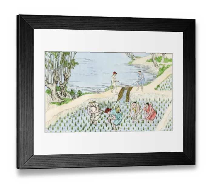 Framed Print : Chinese farmers planting rice Framed Print : Chinese farmers planting rice