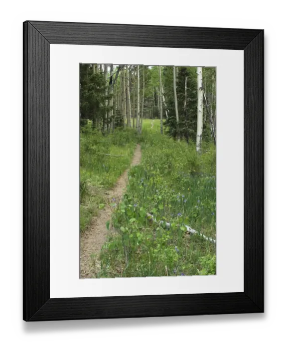 Framed Print : Pecos Wilderness trail, New Mexico