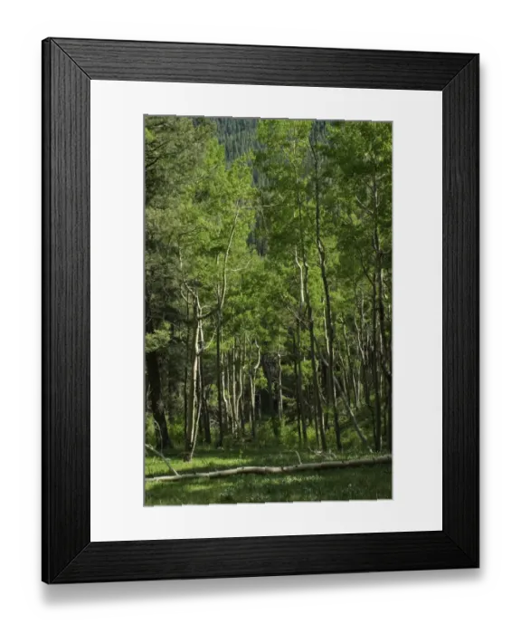 Framed Print : Pecos Wilderness aspen grove, New Mexico Framed Print : Pecos Wilderness aspen grove, New Mexico