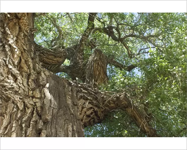 Cottonwood tree, New Mexico