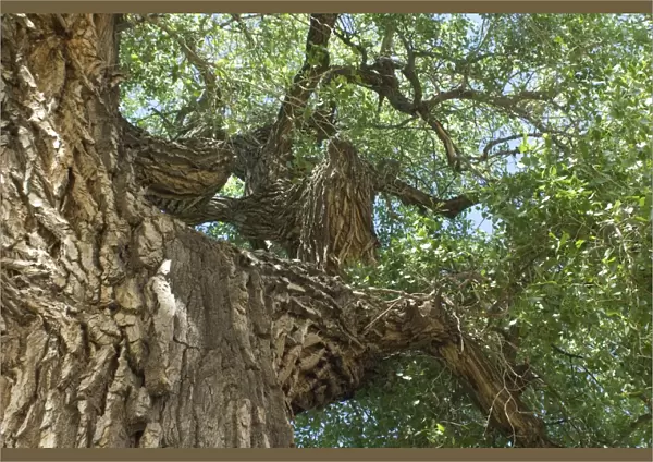 Cottonwood tree, New Mexico