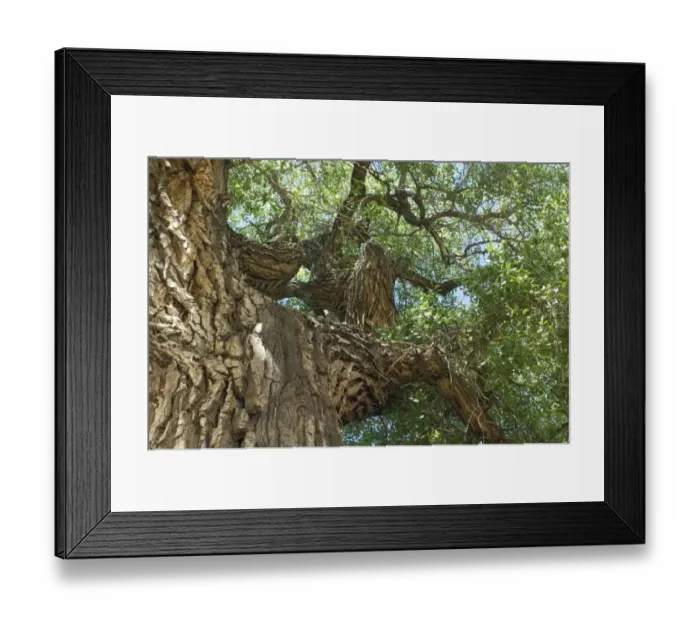 Framed Print : Cottonwood tree, New Mexico Framed Print : Cottonwood tree, New Mexico