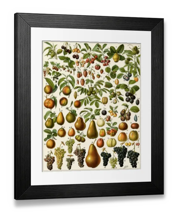 Framed Print : Edible fruit Framed Print : Edible fruit