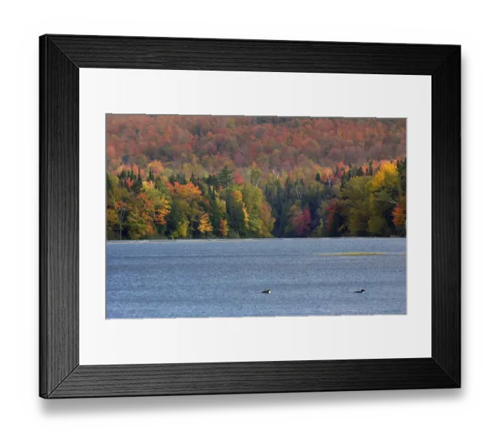 Framed Print : Fall colors in New Hampshire Framed Print : Fall colors in New Hampshire
