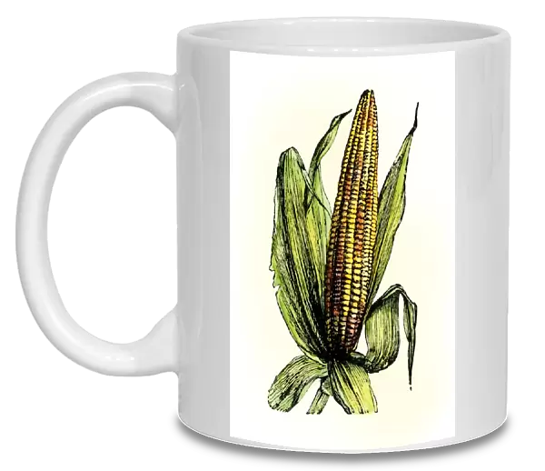Corn, or maize