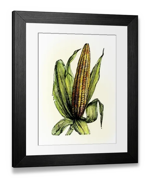Framed Print : Corn, or maize Framed Print : Corn, or maize