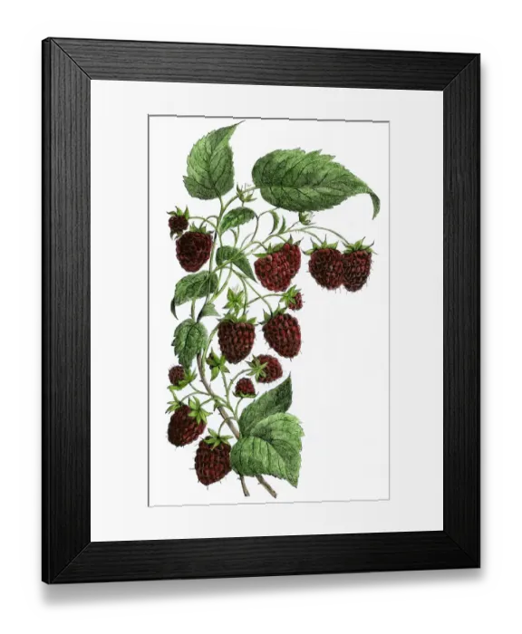 Framed Print : Raspberries Framed Print : Raspberries