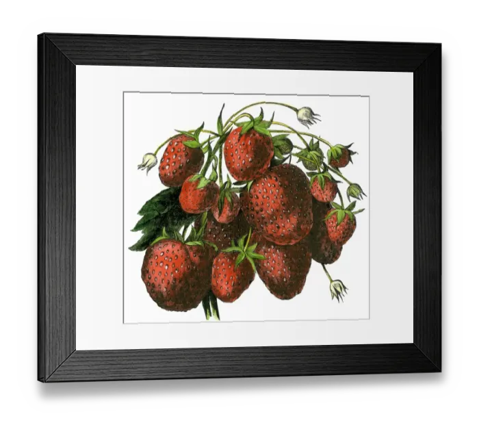 Framed Print : Strawberries Framed Print : Strawberries