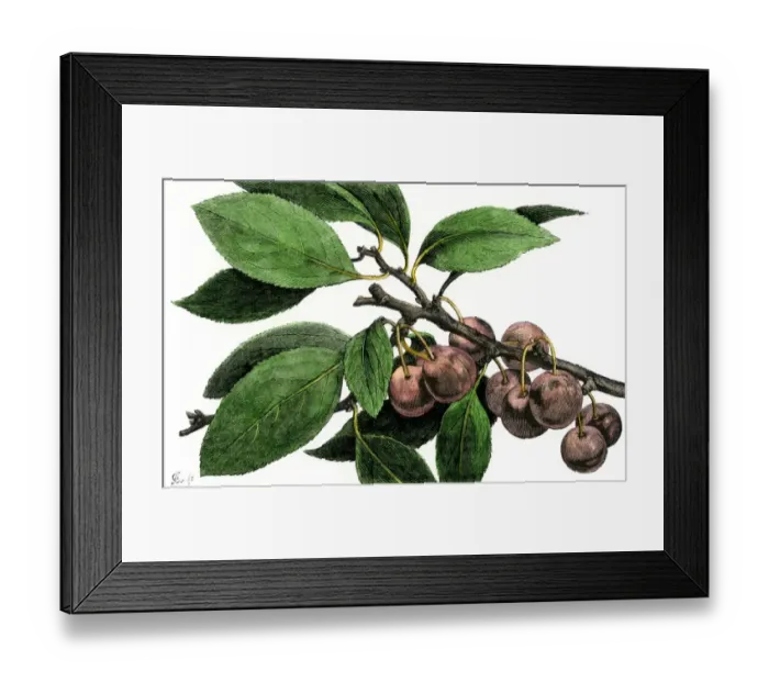 Framed Print : Beach plums Framed Print : Beach plums