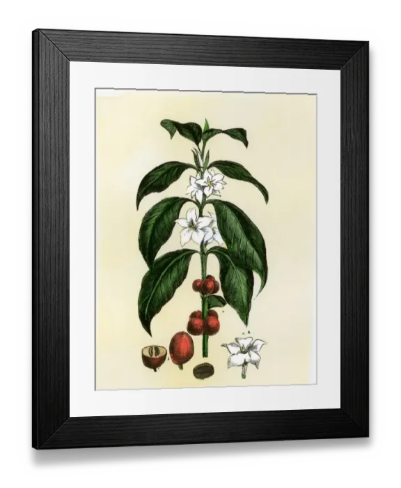Framed Print : Coffee tree leaves, flowers, and fruit