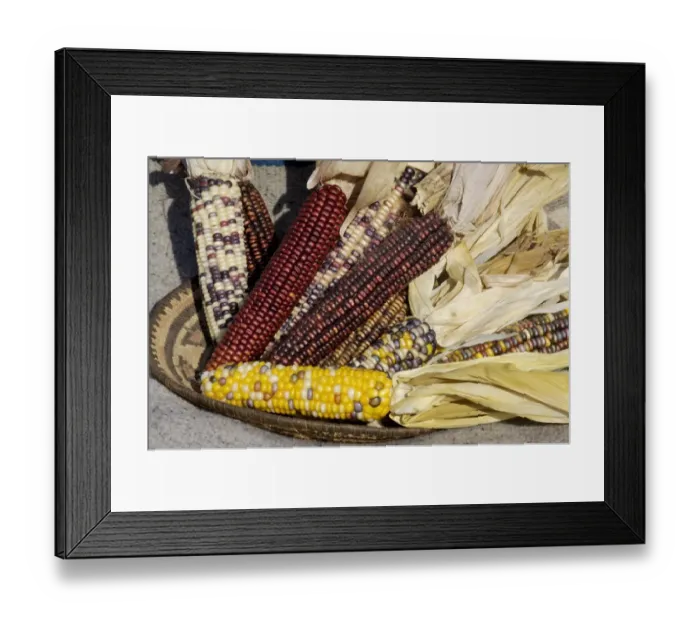 Framed Print : Muticolored corn, a Native American staple crop