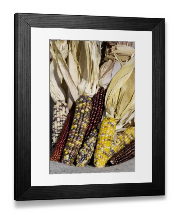 Framed Print : Muticolored corn, a Native American staple crop