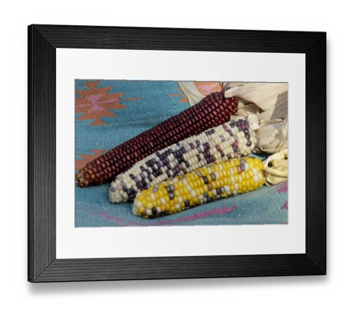 Framed Print : Muticolored corn, a Native American staple crop Framed Print : Muticolored corn, a Native American staple crop