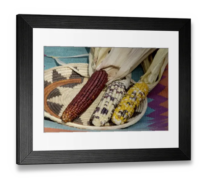 Framed Print : Muticolored corn, a Native American staple crop Framed Print : Muticolored corn, a Native American staple crop