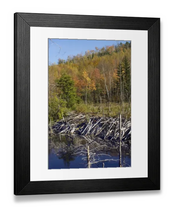 Framed Print : Beaver dam in Maine Framed Print : Beaver dam in Maine