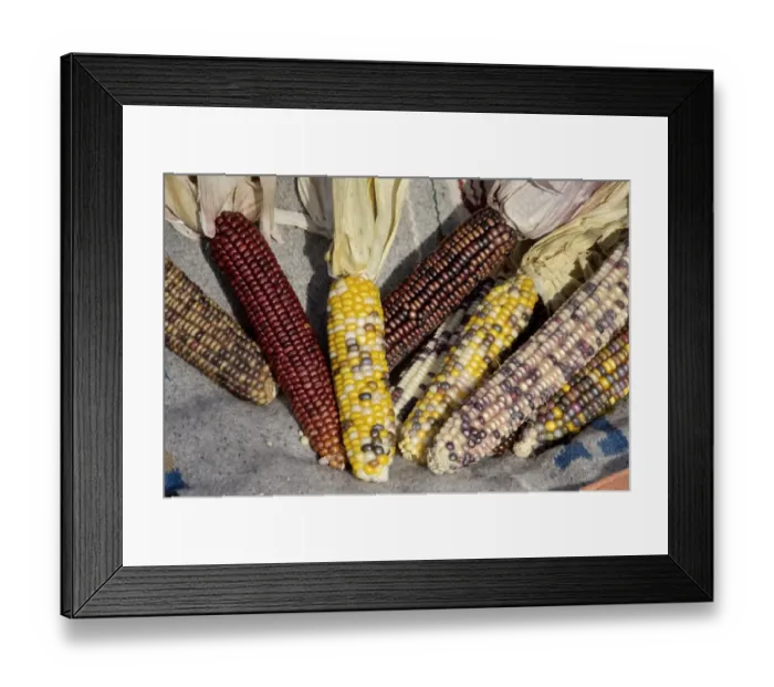 Framed Print : Muticolored corn, a Native American staple crop Framed Print : Muticolored corn, a Native American staple crop