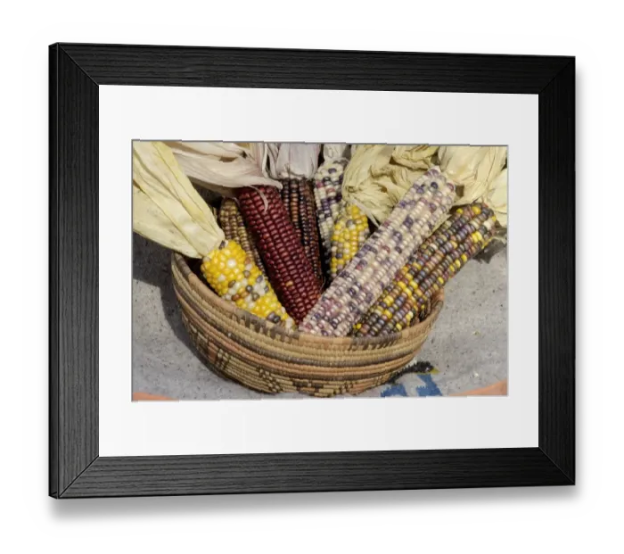 Framed Print : Muticolored corn, a Native American staple crop Framed Print : Muticolored corn, a Native American staple crop