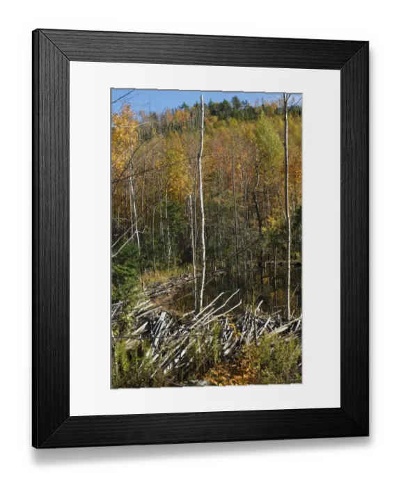 Framed Print : Beaver dam in Maine Framed Print : Beaver dam in Maine