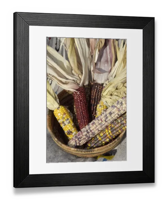 Framed Print : Muticolored corn, a Native American staple crop Framed Print : Muticolored corn, a Native American staple crop