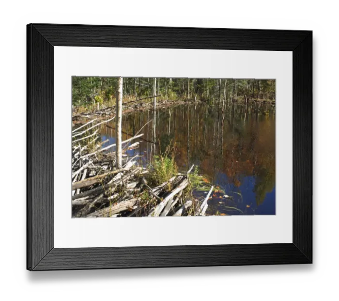 Framed Print : Beaver pond in Maine