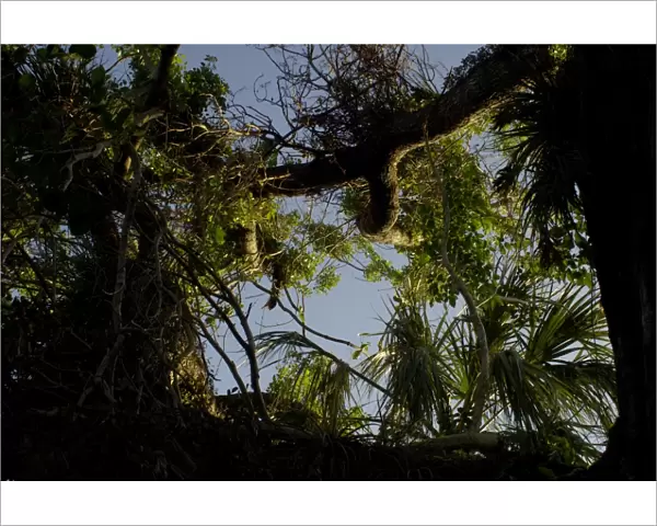 Mahogany tree in the Florida Everglades