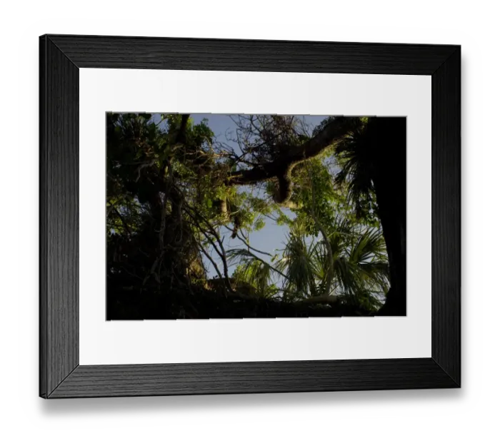 Framed Print : Mahogany tree in the Florida Everglades Framed Print : Mahogany tree in the Florida Everglades