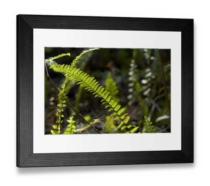 Framed Print : Ferns in the Florida Everglades