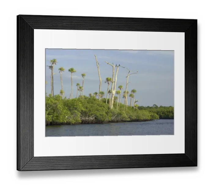 Framed Print : Loxahatchee River, Floridas only wild and scenic river