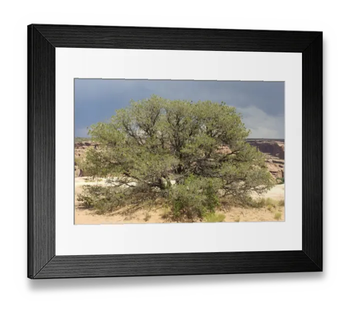 Framed Print : Pinyon tree, Canyon de Chelly, Arizona