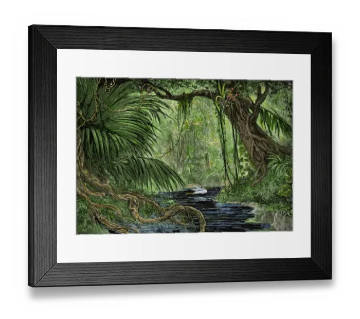 Framed Print : Amazon rain forest Framed Print : Amazon rain forest
