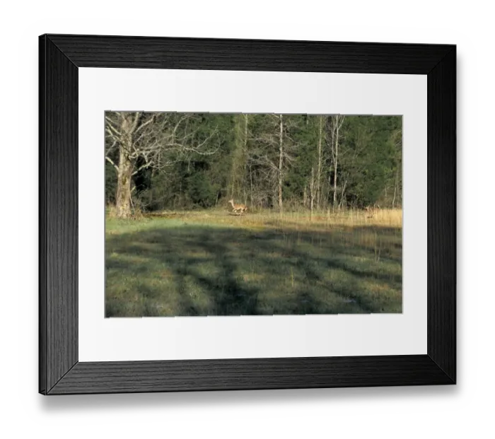 Framed Print : White-tailed deer in Alabama Framed Print : White-tailed deer in Alabama