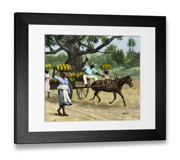 Framed Print : Ripe bananas brought to the wharf Framed Print : Ripe bananas brought to the wharf