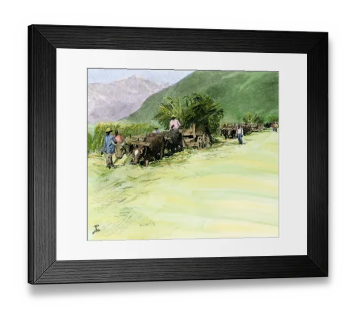 Framed Print : Ox-drawn wagons carrying harvested sugar cane on a Jamaica plantation Framed Print : Ox-drawn wagons carrying harvested sugar cane on a Jamaica plantation