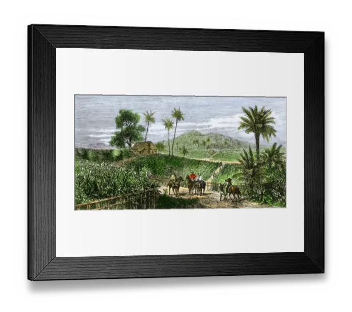 Framed Print : Tobacco plantation in Cuba, 1860s