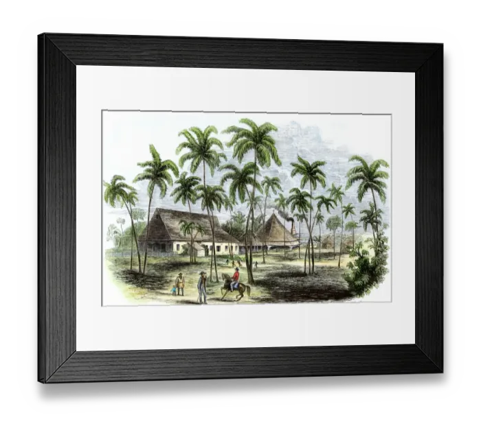 Framed Print : Sugar plantation in Cuba, 1850s