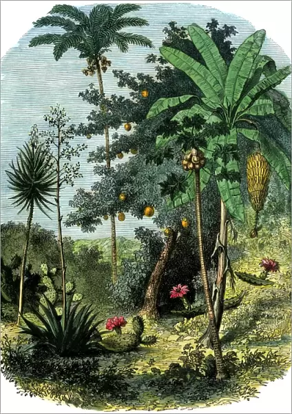 A view of the tropical New World