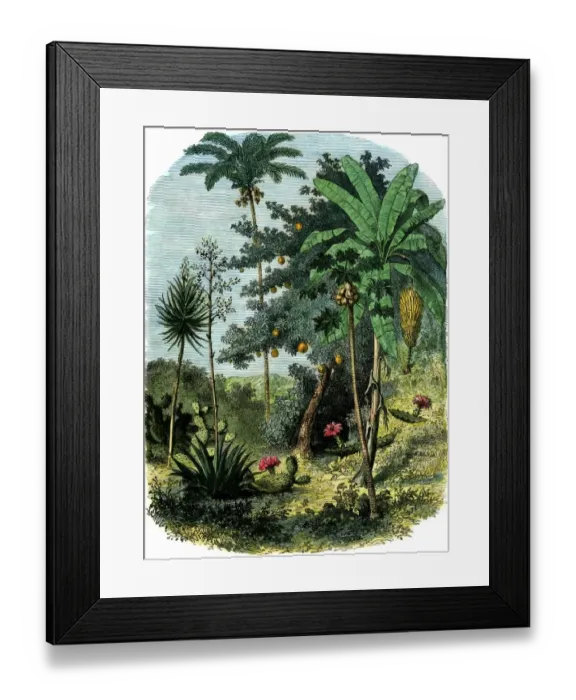 Framed Print : A view of the tropical New World Framed Print : A view of the tropical New World