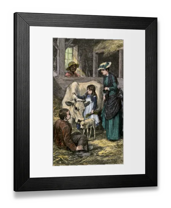 Framed Print : Family farm cow with her new calf, 1800s Framed Print : Family farm cow with her new calf, 1800s