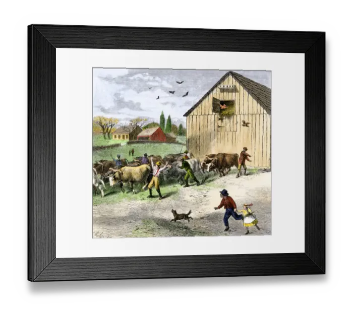 Framed Print : Large team of oxen pulling a barn at a moving-bee Framed Print : Large team of oxen pulling a barn at a moving-bee
