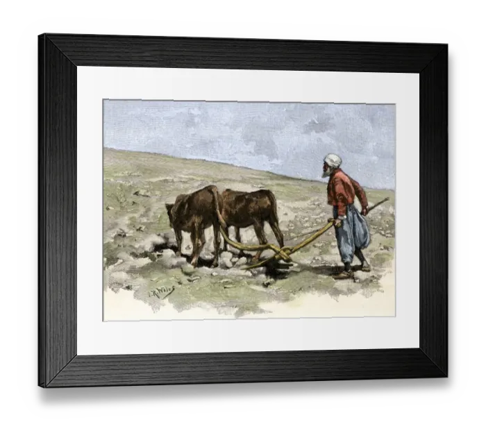 Framed Print : Druse farmer plowing with a team of oxen Framed Print : Druse farmer plowing with a team of oxen