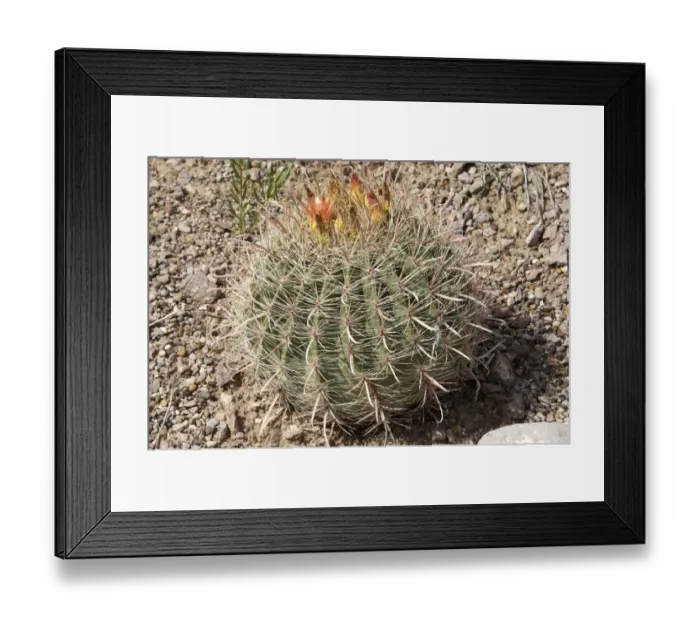 Framed Print : Barrel cactus in flower Framed Print : Barrel cactus in flower