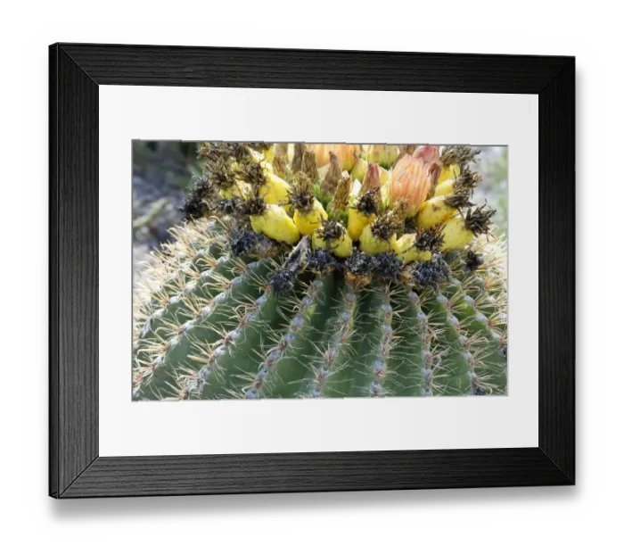 Framed Print : Barrel cactus flowers and fruit Framed Print : Barrel cactus flowers and fruit