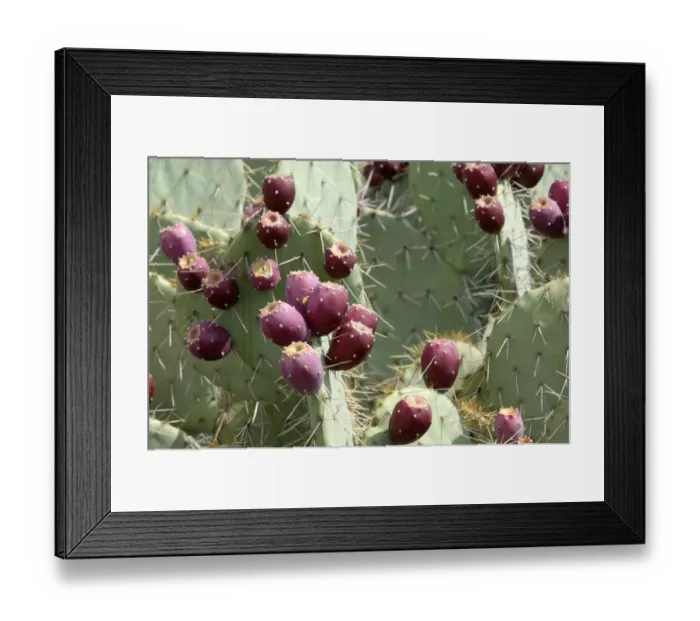Framed Print : Prickly-pear cactus with fruit Framed Print : Prickly-pear cactus with fruit