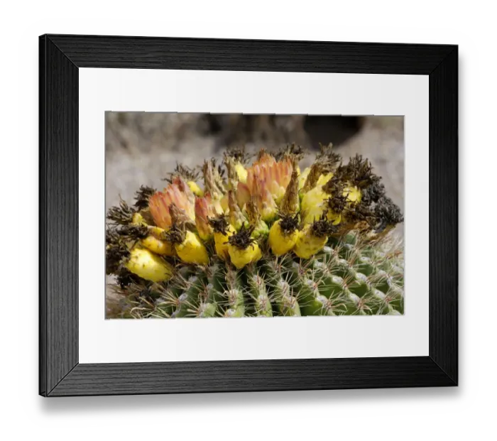 Framed Print : Barrel cactus flowers and fruit