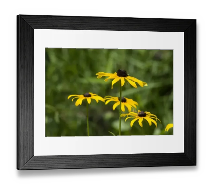 Framed Print : Wild black-eyed susans Framed Print : Wild black-eyed susans