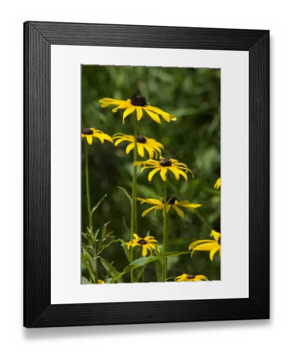 Framed Print : Wild black-eyed susans