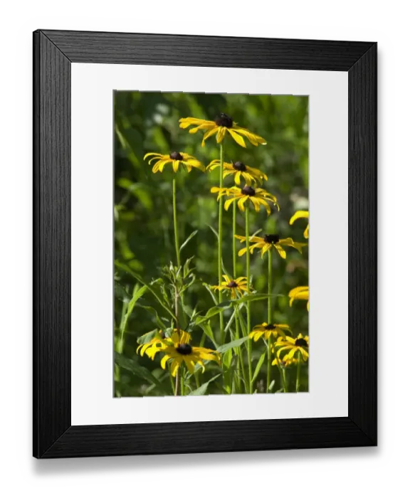 Framed Print : Wild black-eyed susans