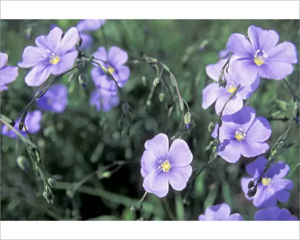 Blue flax, a native wildflower described by Meriwether Lewis, Montana