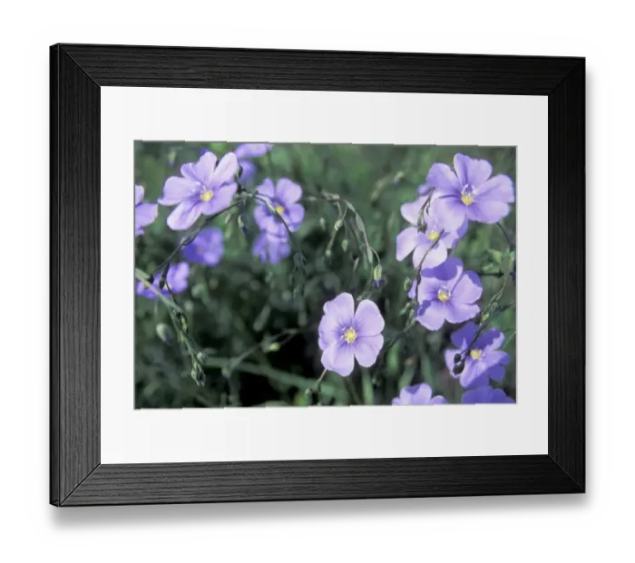 Framed Print : Blue flax, a native wildflower described by Meriwether Lewis, Montana Framed Print : Blue flax, a native wildflower described by Meriwether Lewis, Montana