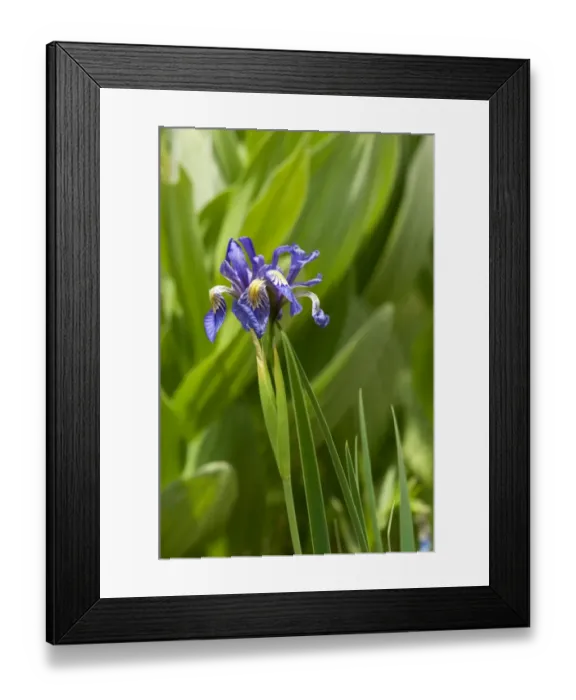 Framed Print : Wild iris in the Pecos Wilderness, New Mexico Framed Print : Wild iris in the Pecos Wilderness, New Mexico